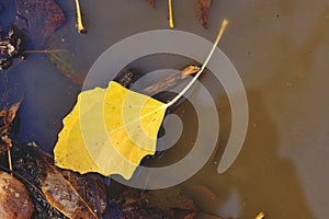 Yellow autumn leaf that fell into puddle.