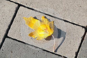 A yellow autumn leaf fell from a tree.