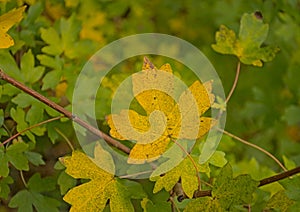 Yellow autumn leaf of a field maple tree
