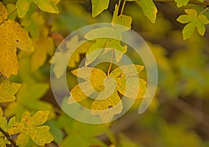 Yellow autumn leaf of a field maple tree