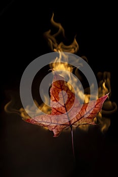 Yellow autumn leaf in fire on black