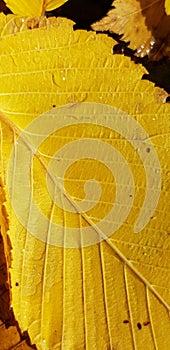 yellow autumn leaf