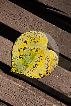 Yellow autumn leaf of heart shape