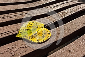 Yellow autumn leaf of heart shape