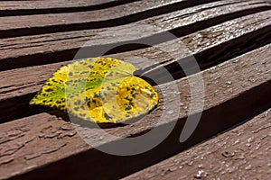 Yellow autumn leaf of heart shape