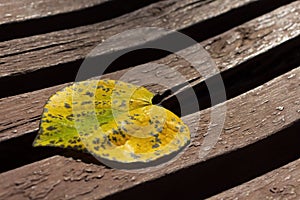 Yellow autumn leaf of heart shape