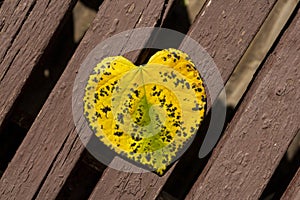 Yellow autumn leaf of heart shape