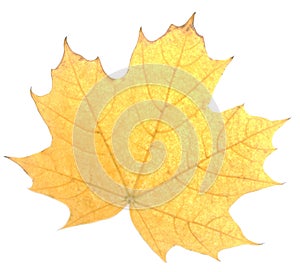 yellow autumn leaf isolated on white background