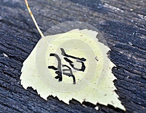 Yellow autumn leaf pattern similar to Japanese kanji, signature autumn