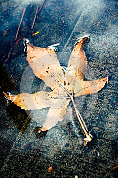 Yellow Autumn Leaf in a Puddle