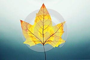 yellow autumn leaf with ramifications and light blue background