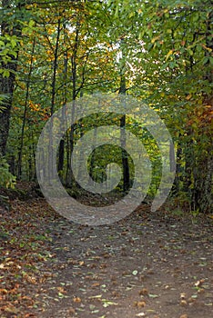 Yellow autumn leaf with ramifications and light blue background