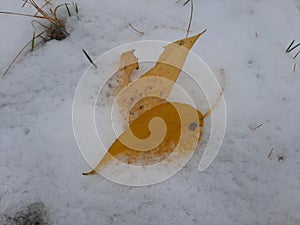 Yellow autumn leaf in the snow