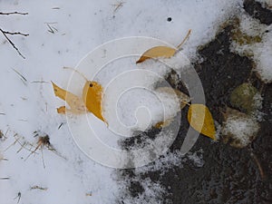 Yellow autumn leaf in the snow