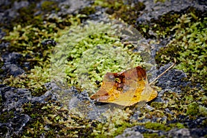 Yellow autumn leaf among stone and moss textures.