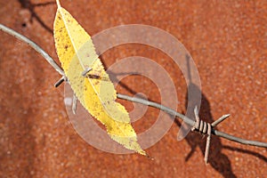 Yellow autumn leaf strung on barbed wire