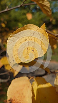 Yellow autumn leaf in the sun light
