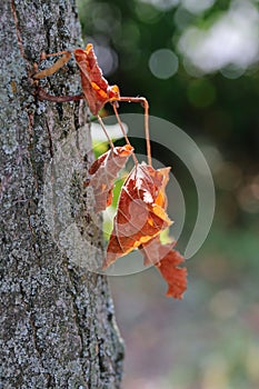 Yellow autumn leaf on a tree close-up, macro