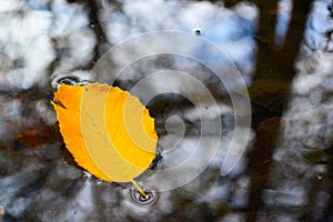 Yellow autumn leaf on the water