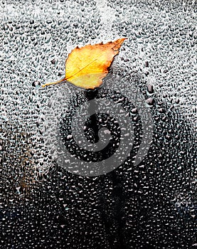 Yellow autumn leaf on wet car glass.