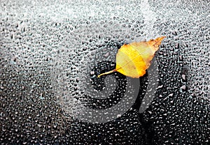Yellow autumn leaf on wet car glass.