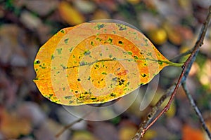 Yellow autumn leaf wet with morning dew. Blurred dark background.