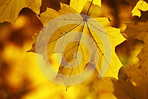 Yellow autumn leafs wallpaper
