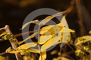 Yellow autumn leaves