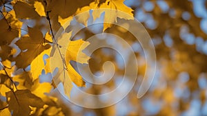 yellow autumn leaves abstract nature autumn background yellow leaves gold