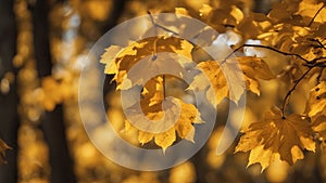 yellow autumn leaves abstract nature autumn background with yellow leaves gold color and border effect