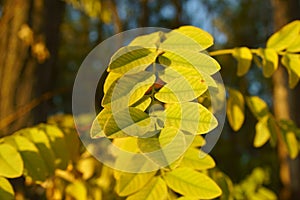 Yellow autumn leaves of acacia