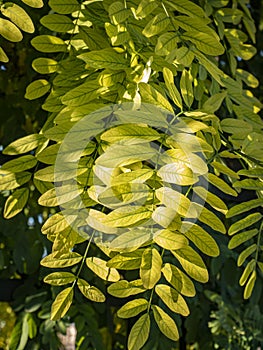 Yellow autumn leaves of acacia in the sun