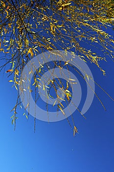 Yellow autumn leaves against blue sky