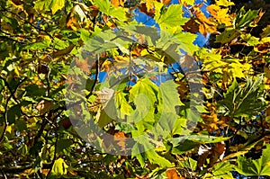 Yellow autumn leaves against sky on the background. Fall foliage