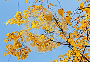 Yellow autumn leaves against sunny blue sky