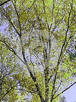 Yellow autumn leaves of aspen on the background of coniferous forest and blue sky. Indian summer. Walk through the autumn forest.