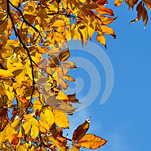 Yellow autumn leaves background