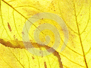 Yellow autumn leaves. background for design