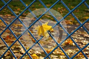 Yellow autumn leaves background - fall banner