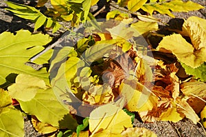 Yellow autumn leaves, background