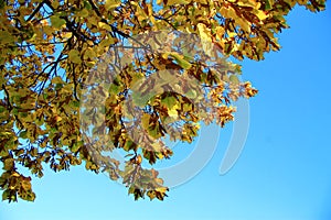 Yellow autumn leaves on the branches against blue sky