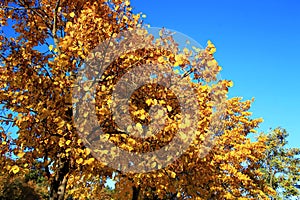 Yellow autumn leaves on the branches against blue sky