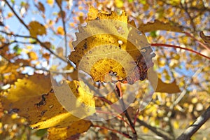 Yellow autumn leaves on a bright blue sky background