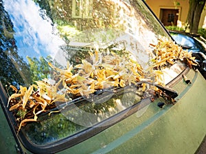 Yellow autumn leaves on a car windshield