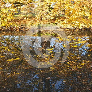 Yellow autumn leaves of chestnut tree reflected in water of canal in holland