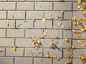Yellow autumn leaves on concrete tiles.