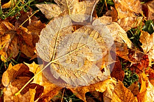 Yellow Autumn Leaves Drenched in Raindrops on the Wet Ground