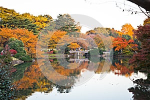 Yellow Autumn Leaves, Fall Color Trees