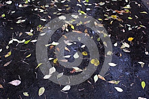 Yellow autumn leaves fell on damp asphalt