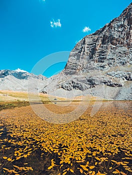 Yellow autumn leaves floating on lake`s water. Mountain lake landscape between Bolkar Mountain and Taurus Mountain. Panoramic vie